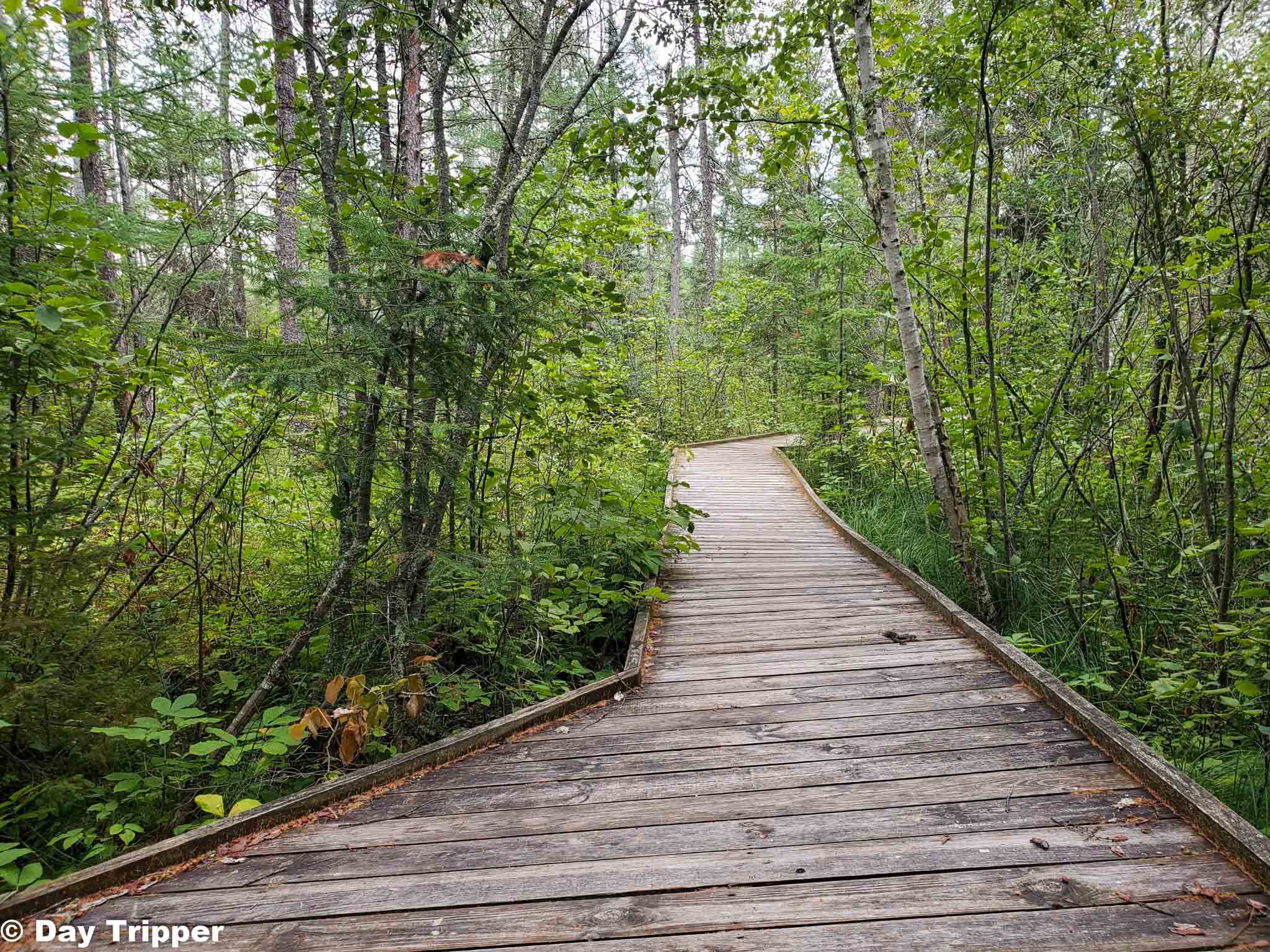 A wooden raised path with dense trees and underbrush on either side.